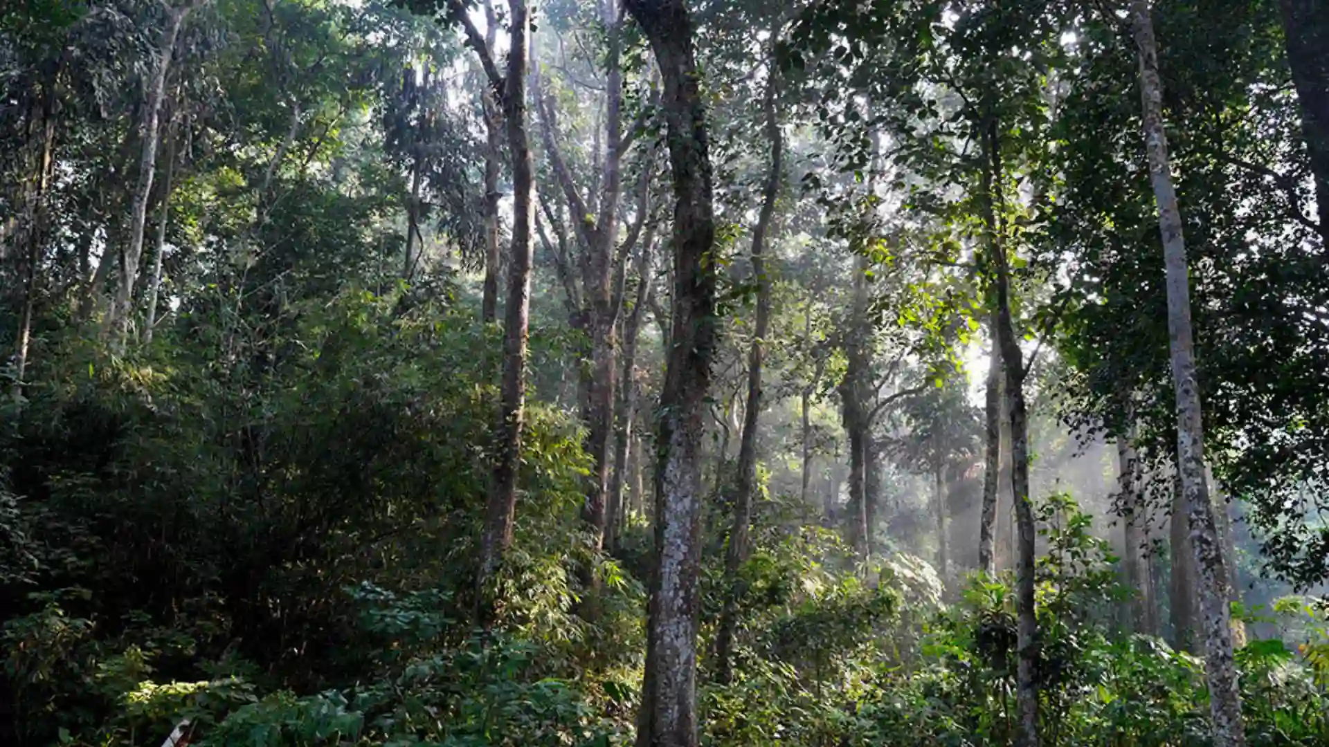 Lawachara National Park