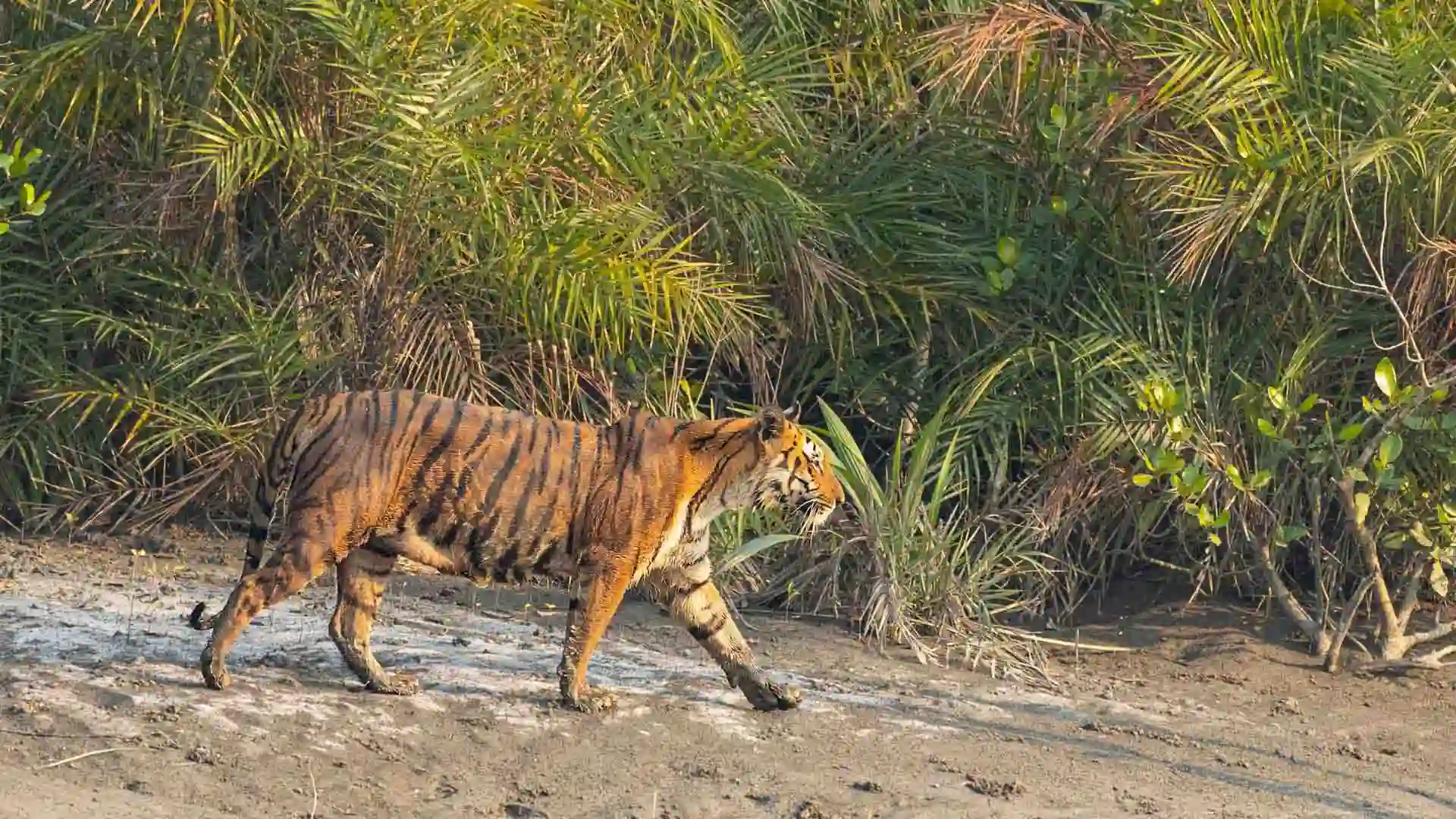 Sundarbans Mangrove Forest